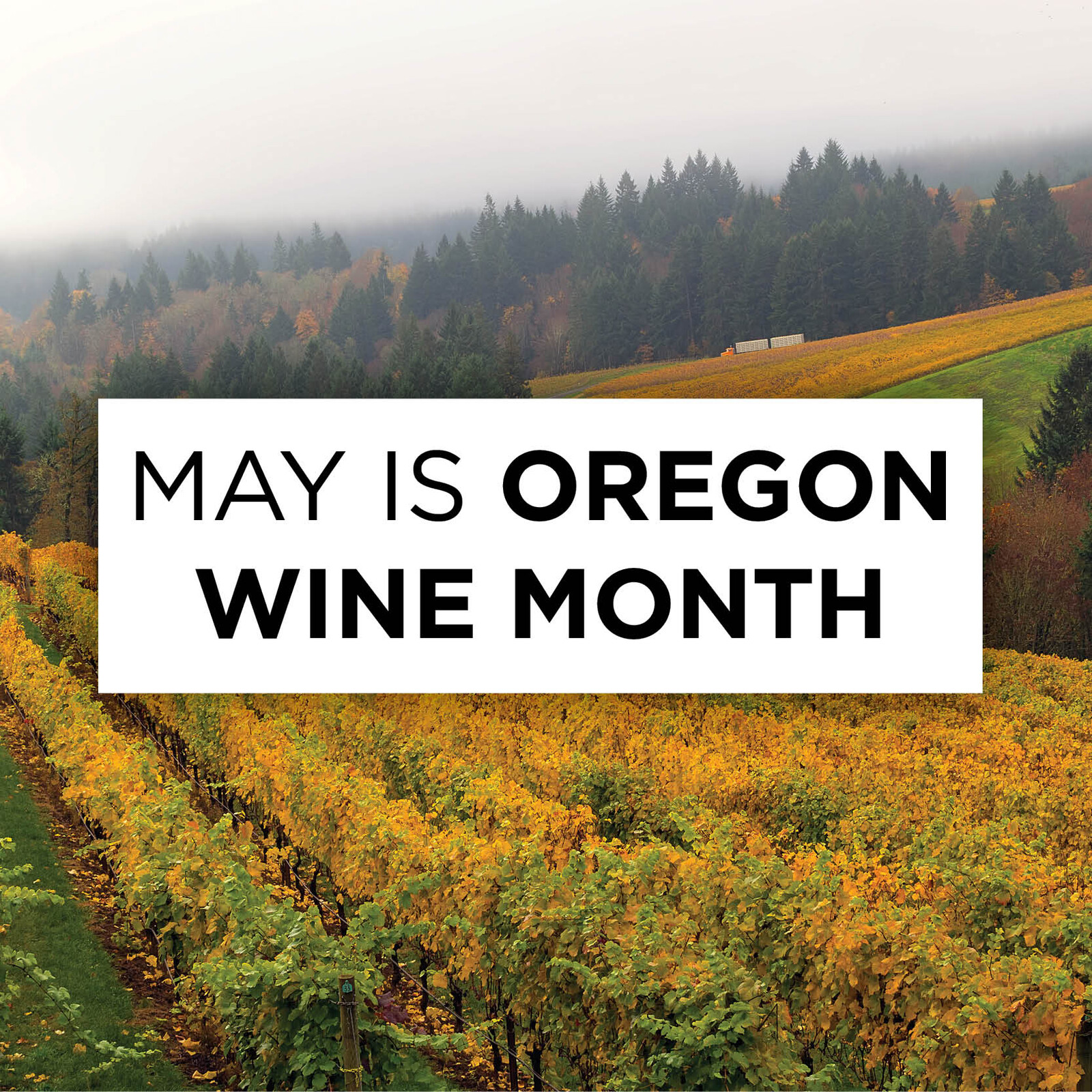 CH Oregon Wine Feature Square_image