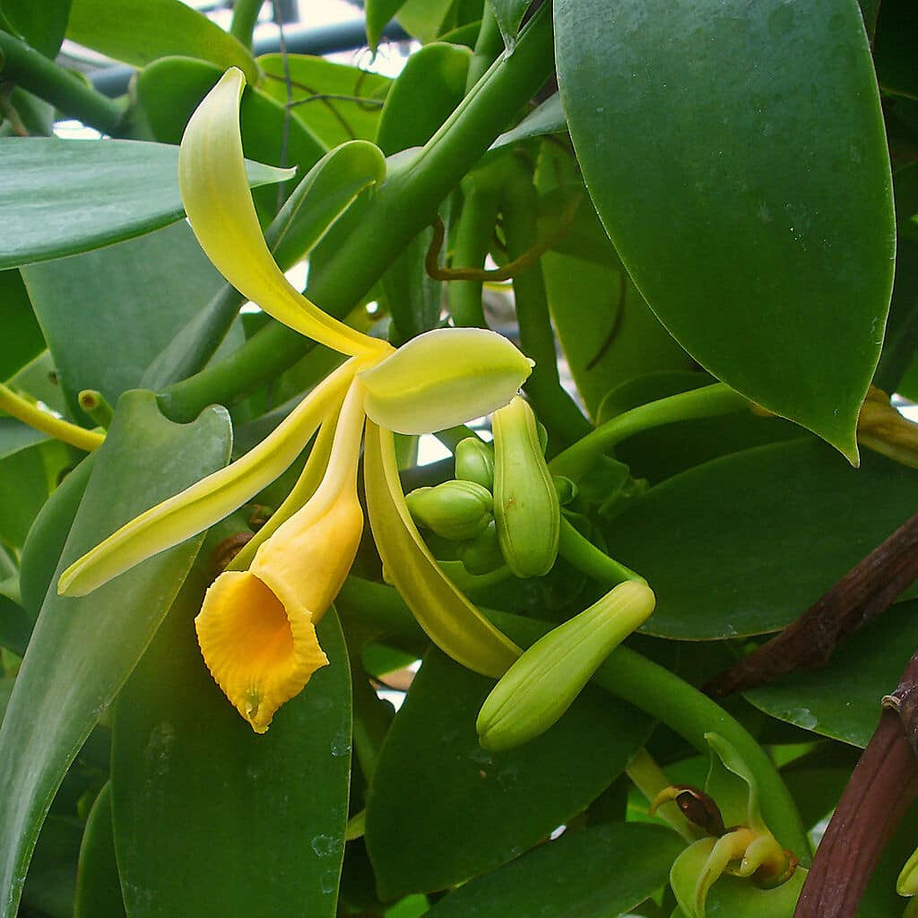 non-gmo-vanilla-orchid-seeds.jpg