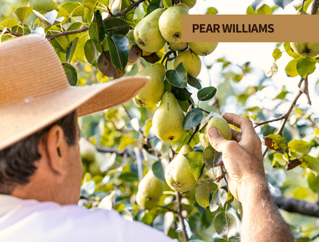 Pear Williams at The Party Source