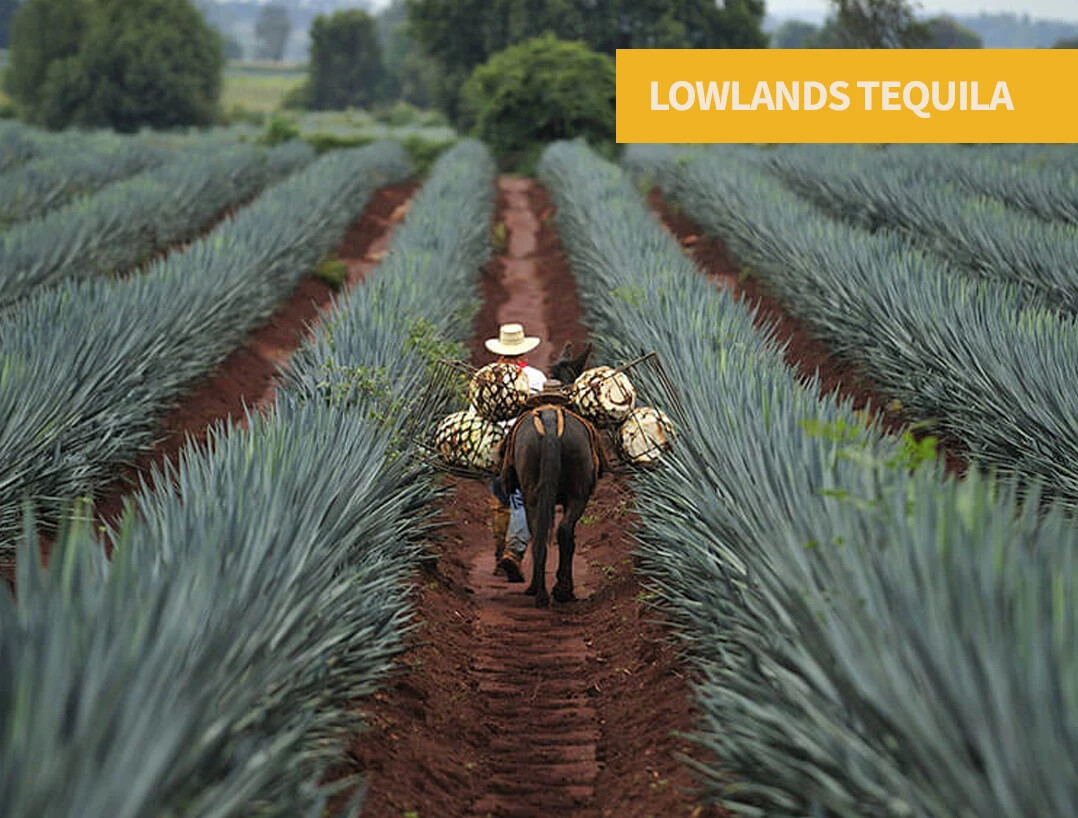 Lowlands tequila featuring earthy minerality, herbal complexity, black pepper, savory character, and Valley-grown agave.