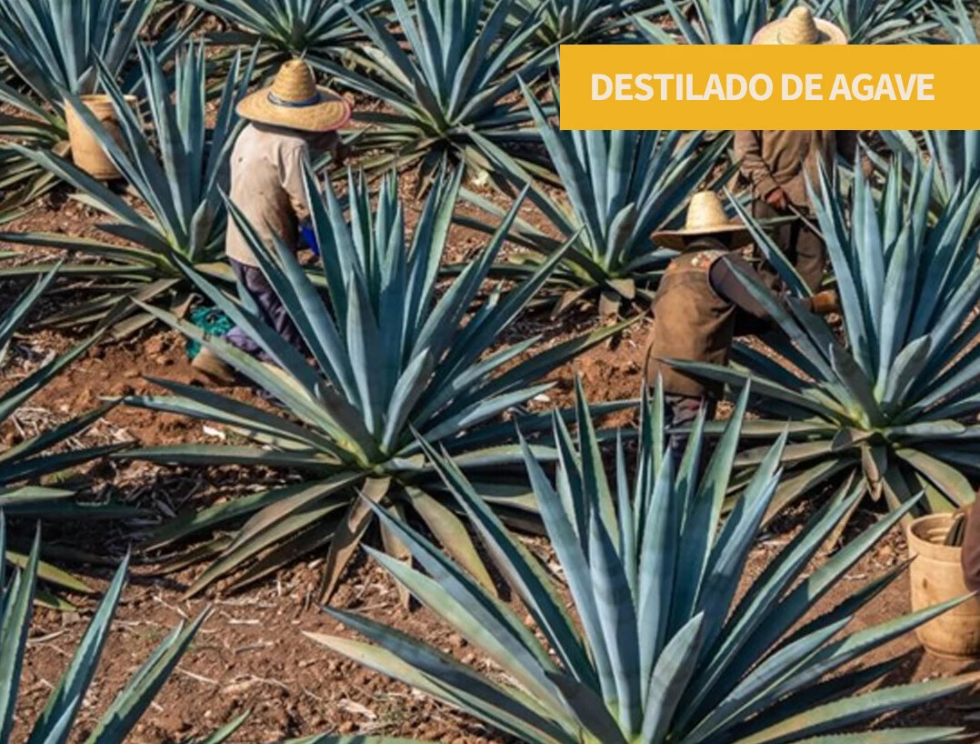 Destilado de Agave including Raicilla, Bacanora, Sotol, and other traditional Mexican spirits beyond tequila and mezcal.