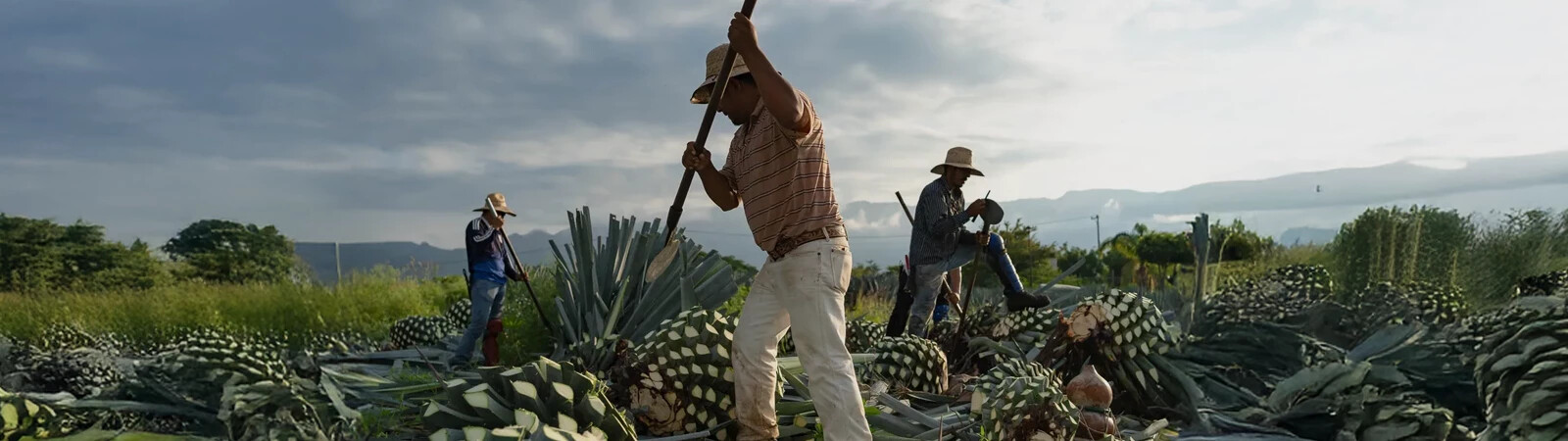 Greater Cincinnati Tequila Headquarters at The Party Source featuring Blanco, Reposado, Añejo, Extra Añejo, Cristalino, Still-Strength, and regional tequila.