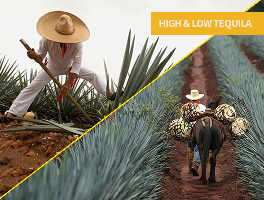 Highland and Lowland tequila comparison showing how elevation, soil, climate, and growing conditions shape blue agave flavor.