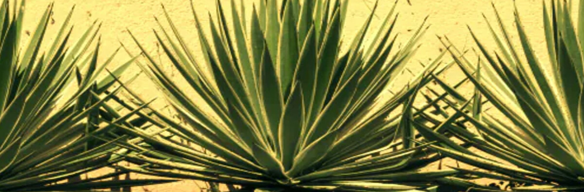 Tequila vs Mezcal vs Destilado de Agave