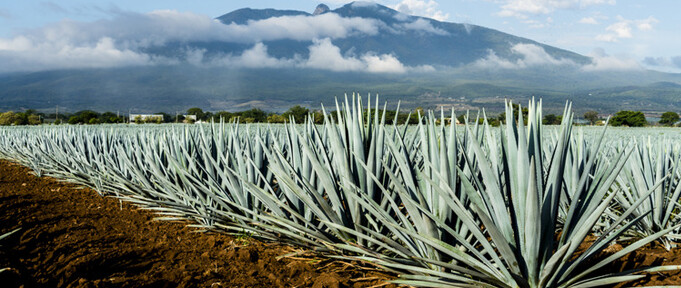 Highlands vs Lowlands — Does Tequila Terroir Really Exist?