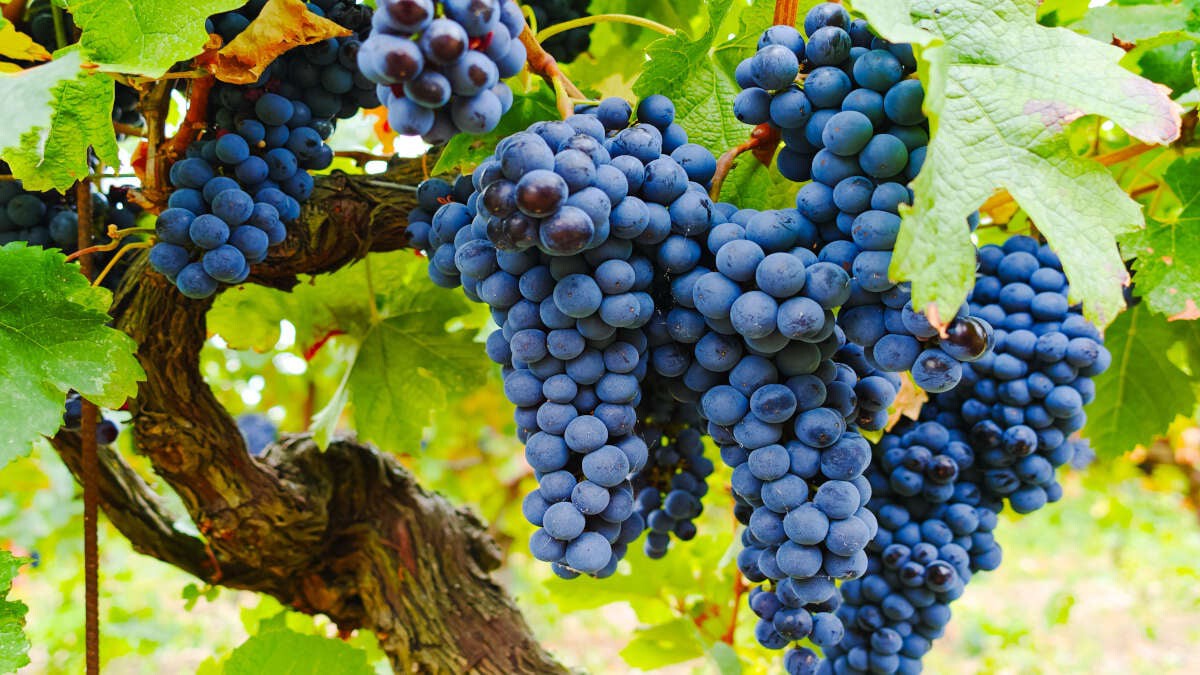 grenache_1200x675.jpg