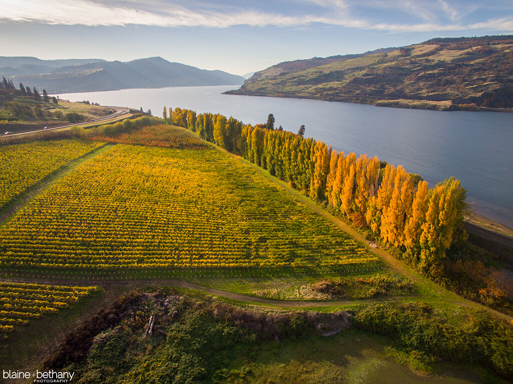 Columbia-Gorge-Winegrowers-3.jpg