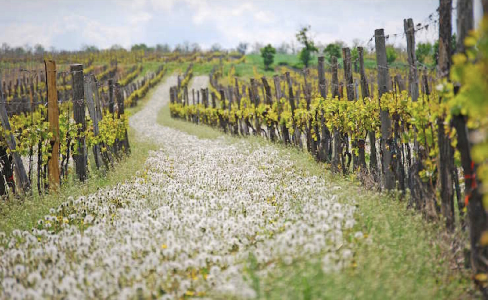 vineyardsWeingutStrehn.png