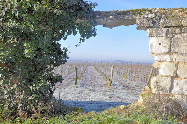 Domaine-Rene-Nol-Legrand.jpg