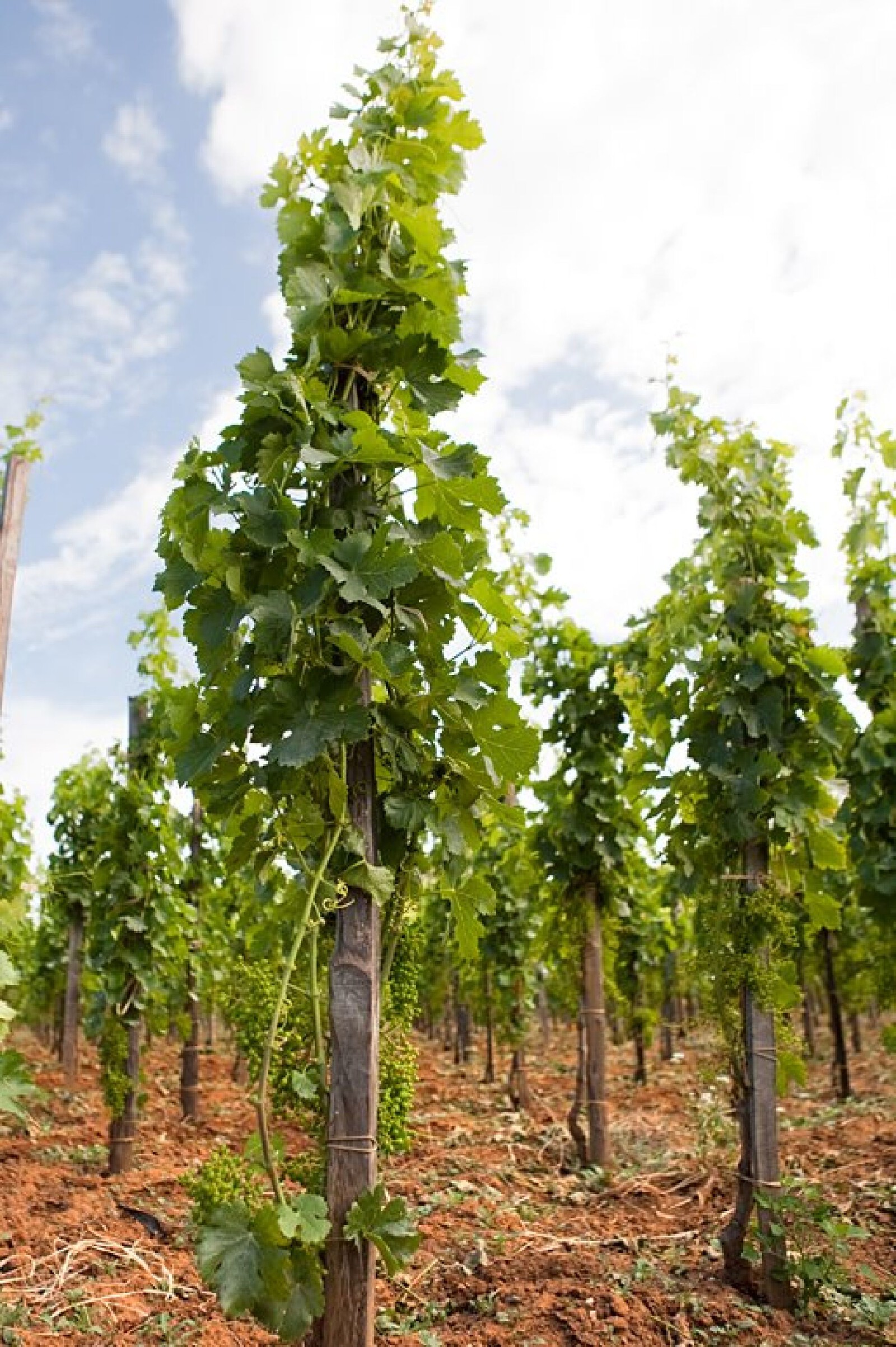 Biscaris_alberelloVines.jpg