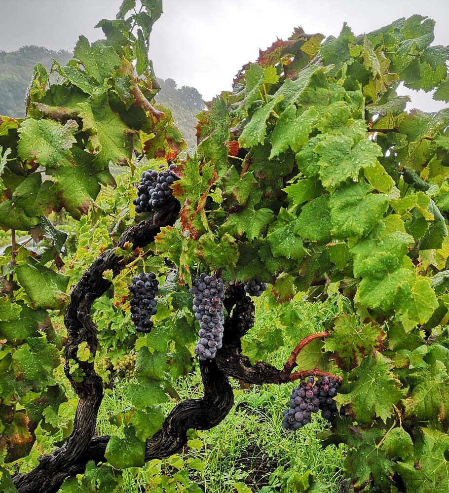 ViniSiciliani_cappuccio_Etna.jpg