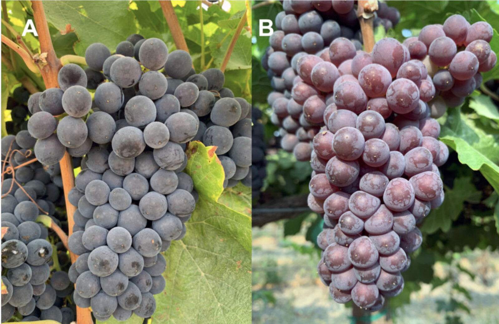 PINOT GRIS / PINOT GRIGIO: THE UNDERRATED GRAPE VARIETAL