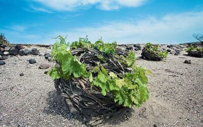 SantoriniVines.jpg