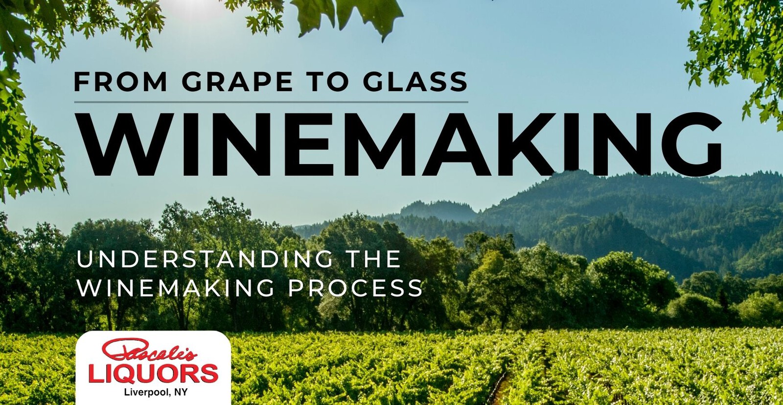 Step-by-Step Guide on How Wine Is Made