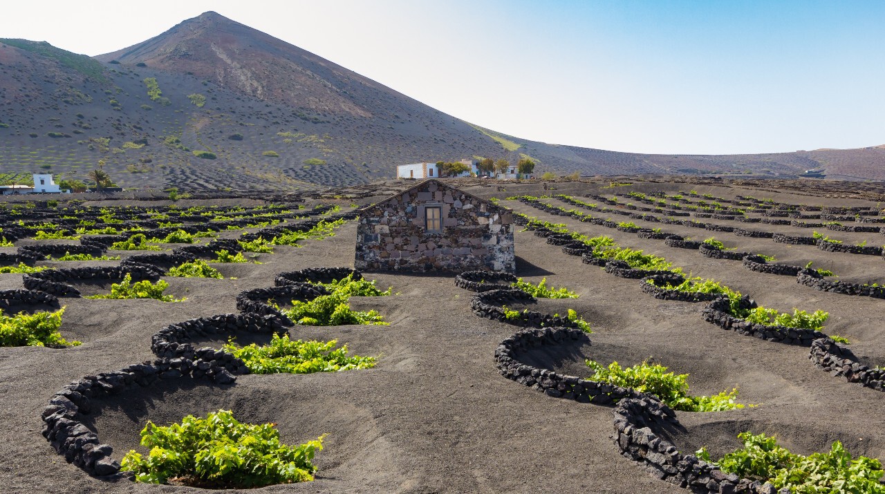 vinos-lanzarote-1.jpg