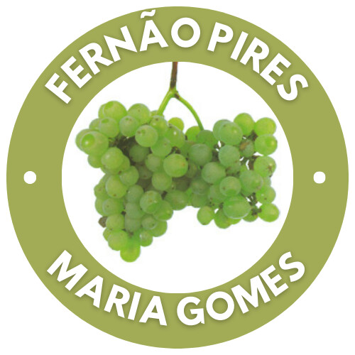 VINHO_VERDE_(17).png