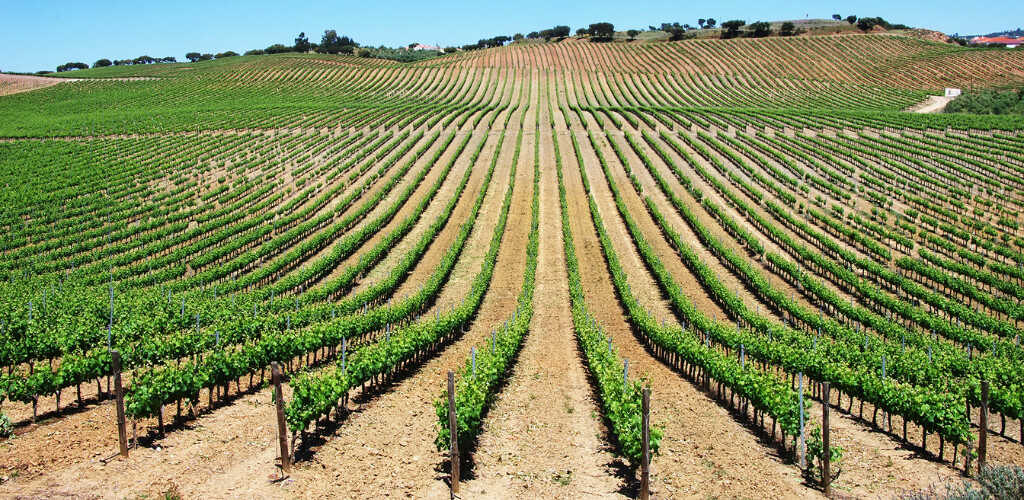 Alentejo Wines