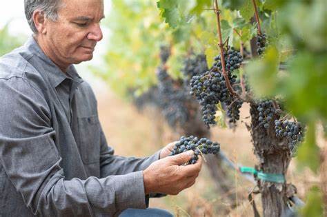 Neal Family Winery: Gem of Napa Valley