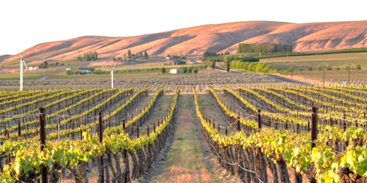 Red Mountain Wines and Kiona Winery