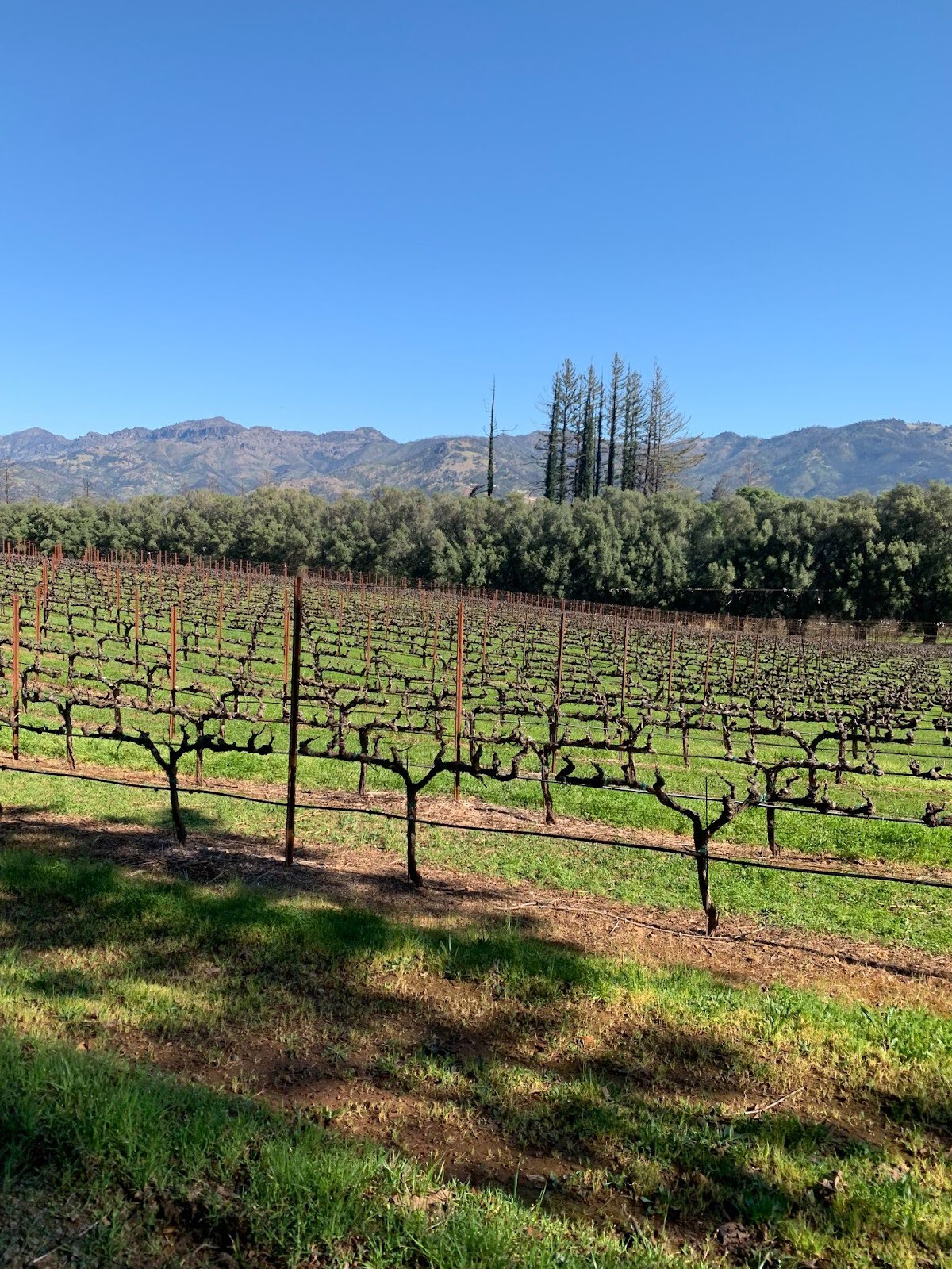 napa_7.jpg
