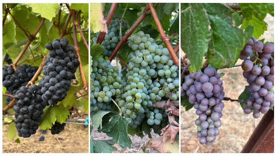 grapes.png