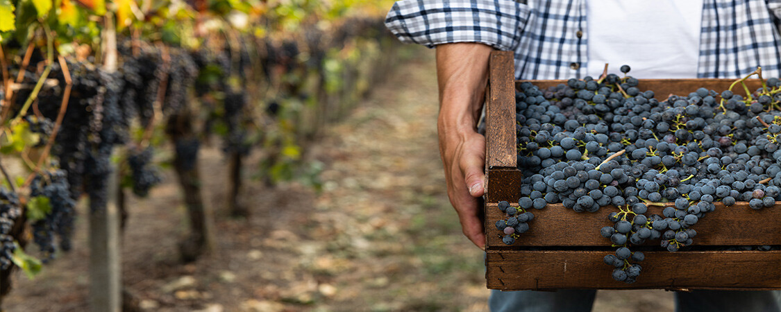 sunrise-cellars-banner-grape-case-winemaker-vineyard.jpg