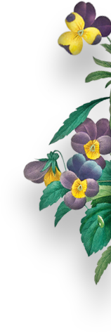 Purple_Yellow-Flowers.png