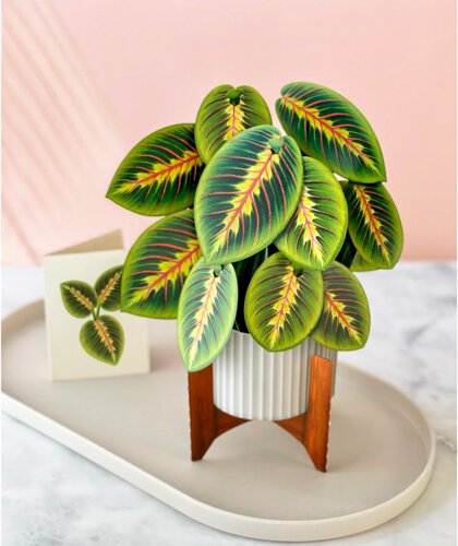 Fresh Cut Paper Co Prayer Plant