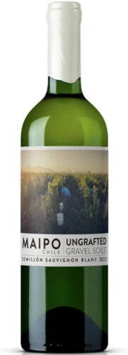 Ungrafted Semillion Sauvignon Blanc Maipo Valley