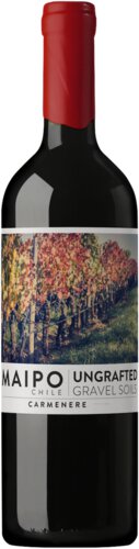 Ungrafted Carmenere Maipo Valley