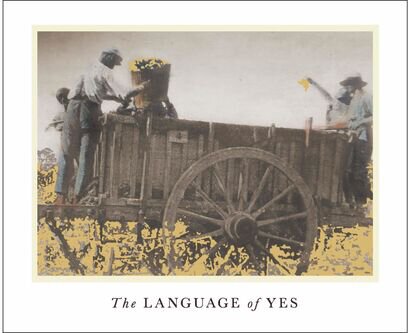 The Language of Yes Syrah