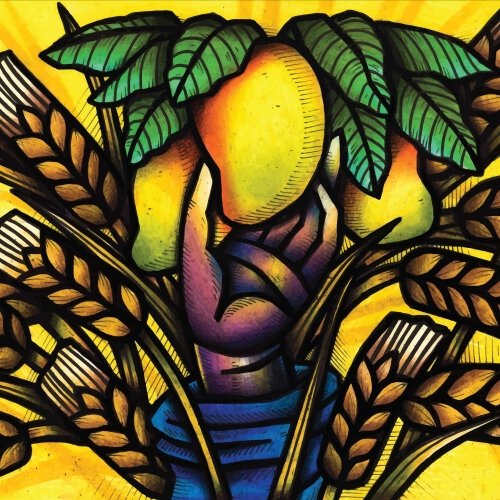 Free Will Mango Wheat