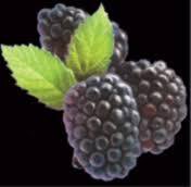 FORESTEDGE BLACKBERRY 750