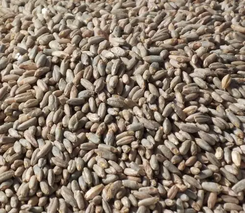 Grn Rye Malt Briess