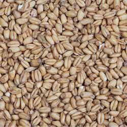 Grn Wheat Malt Avangard