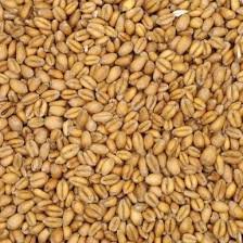 Grn Torrified Wheat Briess
