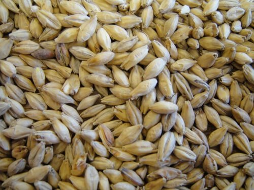 2 Row Brewer's Malt (Briess)