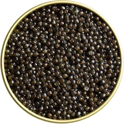 CALVISIUS CAVIAR TRADITION PRESTIGE (WHITE STURGEON) 28GR